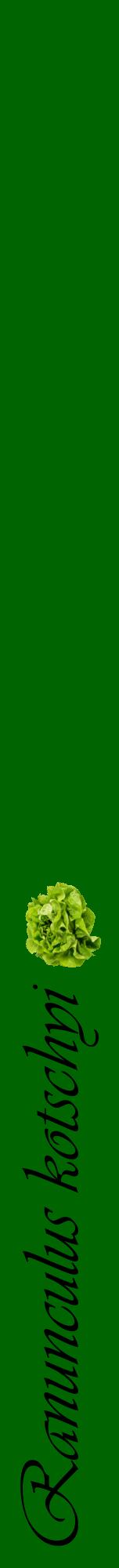 Étiquette de : Ranunculus kotschyi - format a - style noire8viv avec comestibilité simplifiée