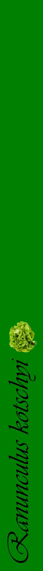 Étiquette de : Ranunculus kotschyi - format a - style noire9viv avec comestibilité simplifiée