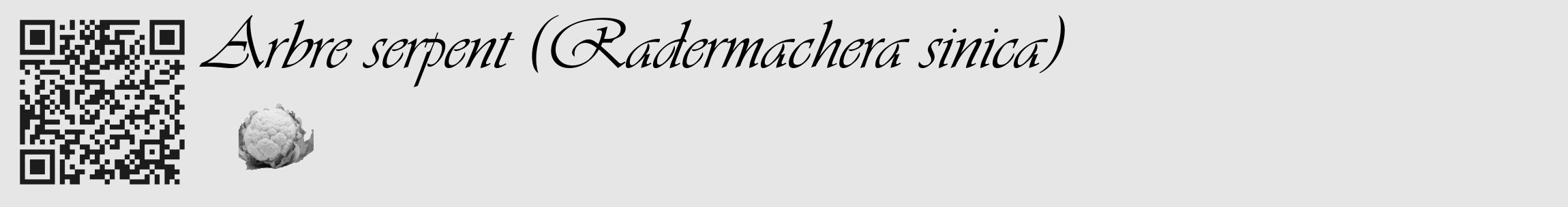 Étiquette de : Radermachera sinica - format c - style noire18_basique_basiqueviv avec qrcode et comestibilité simplifiée