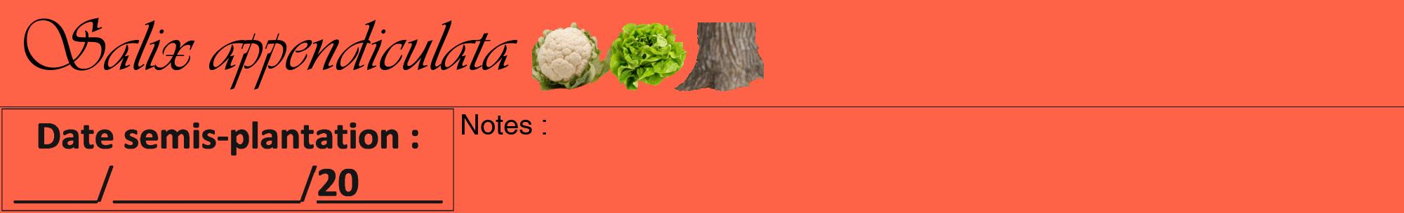 Étiquette de : Salix appendiculata - format a - style noire25viv avec comestibilité simplifiée