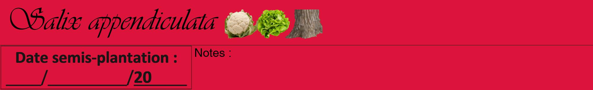 Étiquette de : Salix appendiculata - format a - style noire36viv avec comestibilité simplifiée