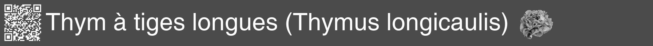 Étiquette de : Thymus longicaulis - format a - style blanche9hel avec qrcode et comestibilité simplifiée