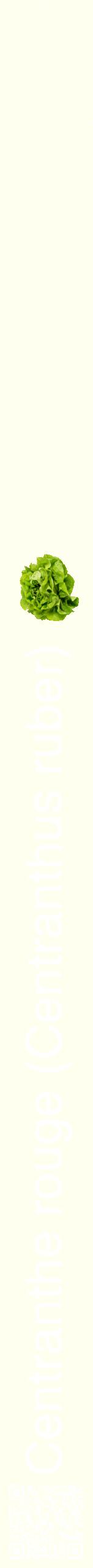 Étiquette de : Centranthus ruber - format b - style blanche19hel avec qrcode et comestibilité simplifiée