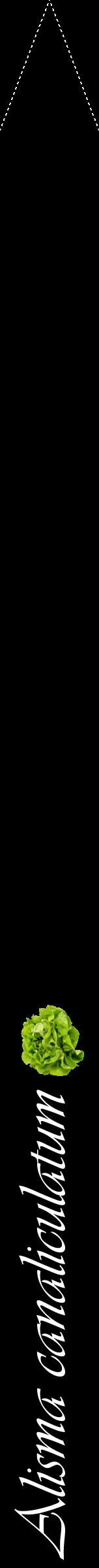 Étiquette de : Alisma canaliculatum - format b - style blanche59viv avec comestibilité simplifiée