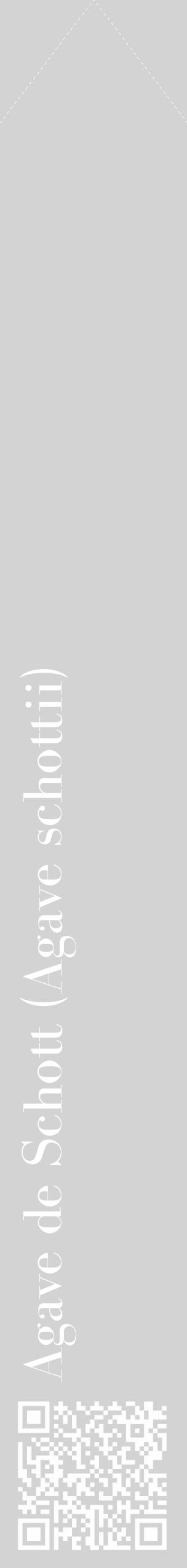 Étiquette de : Agave schottii - format c - style blanche56_simple_simplebod avec qrcode et comestibilité - position verticale