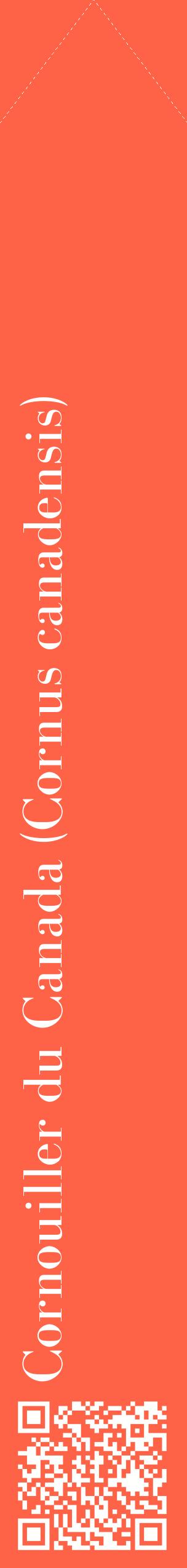 Étiquette de : Cornus canadensis - format c - style blanche25_simplebod avec qrcode et comestibilité