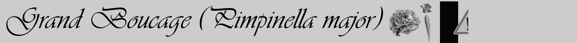 Étiquette de : Pimpinella major - format a - style noire0basiqueviv avec comestibilité simplifiée