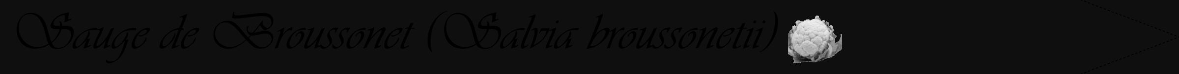 Étiquette de : Salvia broussonetii - format b - style noire7viv avec comestibilité simplifiée