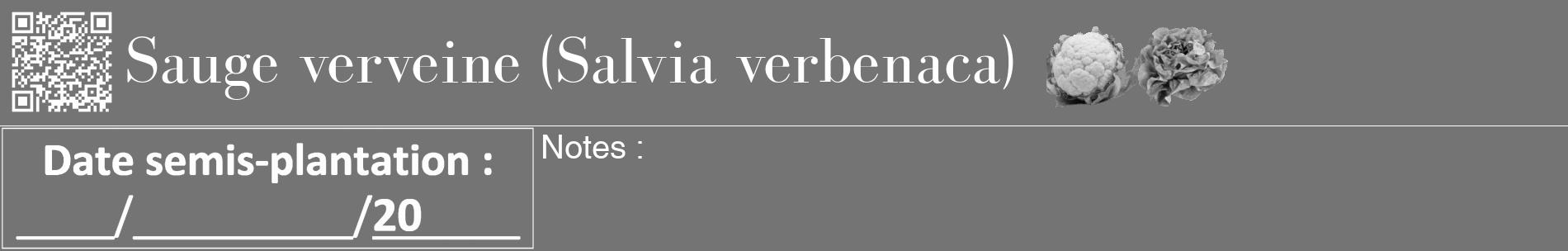 Étiquette de : Salvia verbenaca - format a - style blanche26basiquebod avec qrcode et comestibilité simplifiée