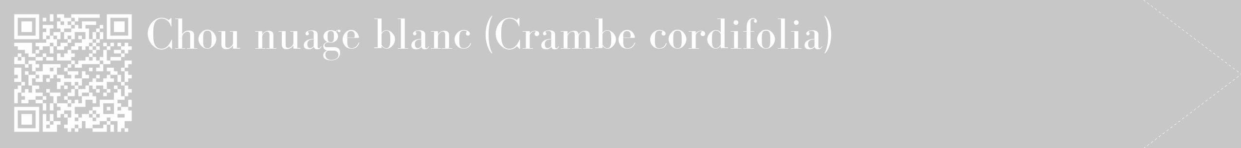 Étiquette de : Crambe cordifolia - format c - style blanche15_simple_simplebod avec qrcode et comestibilité