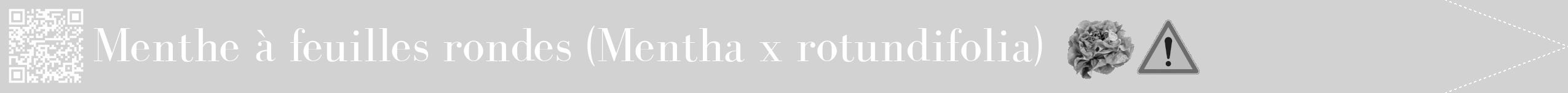 Étiquette de : Mentha x rotundifolia - format b - style blanche14bod avec qrcode et comestibilité simplifiée
