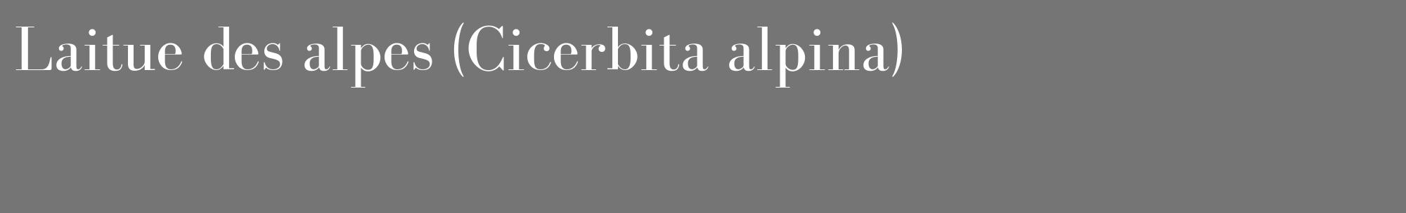 Étiquette de : Cicerbita alpina - format c - style blanche5_basique_basiquebod avec comestibilité
