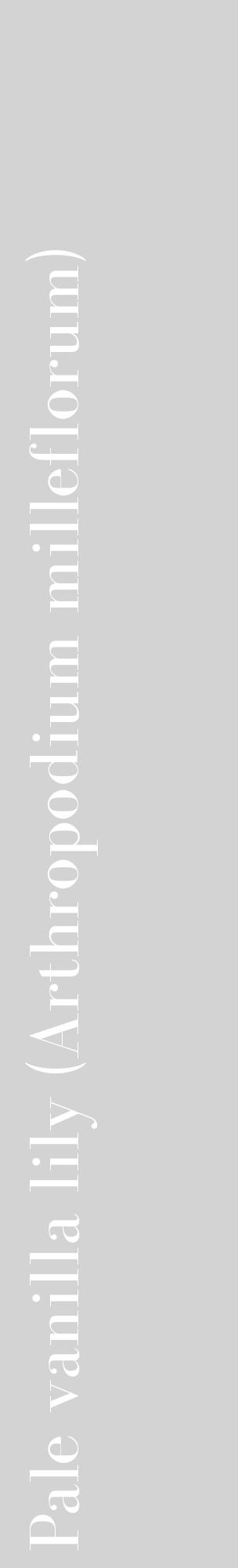 Étiquette de : Arthropodium milleflorum - format c - style blanche56_basiquebod avec comestibilité