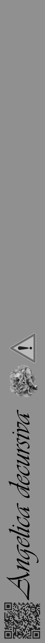 Étiquette de : Angelica decursiva - format a - style noire4viv avec qrcode et comestibilité simplifiée - position verticale