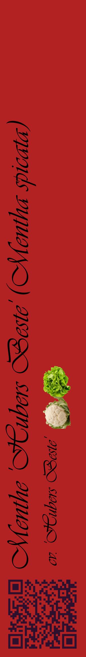 Étiquette de : Mentha spicata cv. 'Hubers Beste' - format c - style noire28_basiqueviv avec qrcode et comestibilité simplifiée
