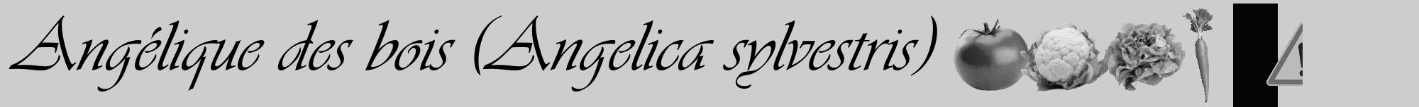 Étiquette de : Angelica sylvestris - format a - style noire41viv avec comestibilité simplifiée