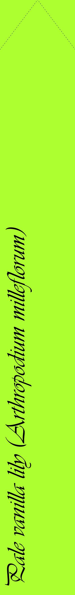 Étiquette de : Arthropodium milleflorum - format c - style noire17_simpleviv avec comestibilité