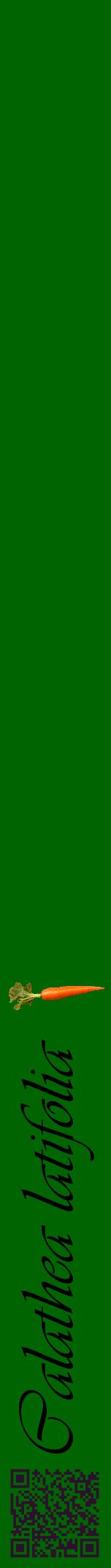 Étiquette de : Calathea latifolia - format a - style noire8viv avec qrcode et comestibilité simplifiée