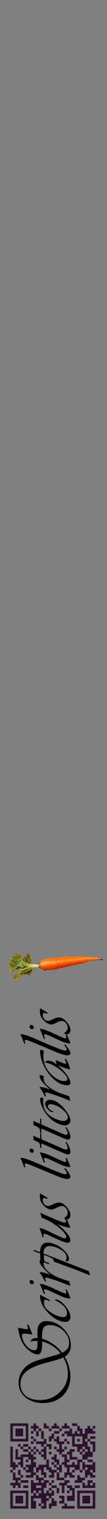 Étiquette de : Scirpus littoralis - format a - style noire57viv avec qrcode et comestibilité simplifiée