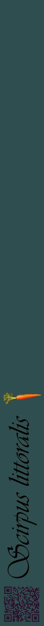 Étiquette de : Scirpus littoralis - format a - style noire58viv avec qrcode et comestibilité simplifiée