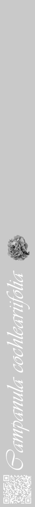 Étiquette de : Campanula cochleariifolia - format a - style blanche54viv avec qrcode et comestibilité simplifiée - position verticale