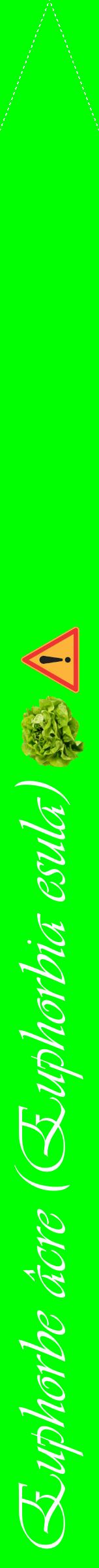 Étiquette de : Euphorbia esula - format b - style blanche16viv avec comestibilité simplifiée