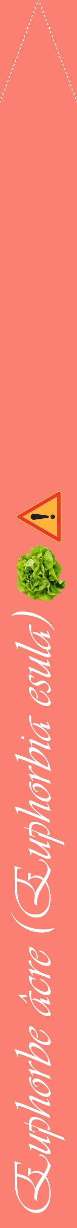 Étiquette de : Euphorbia esula - format b - style blanche38viv avec comestibilité simplifiée