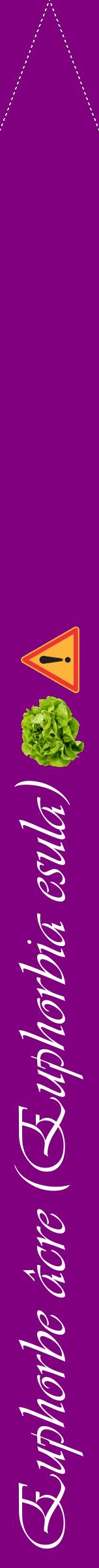 Étiquette de : Euphorbia esula - format b - style blanche46viv avec comestibilité simplifiée