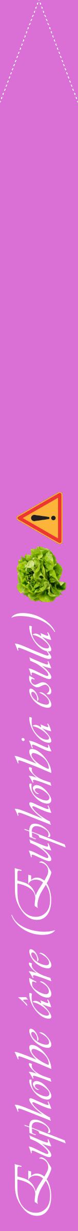 Étiquette de : Euphorbia esula - format b - style blanche52viv avec comestibilité simplifiée