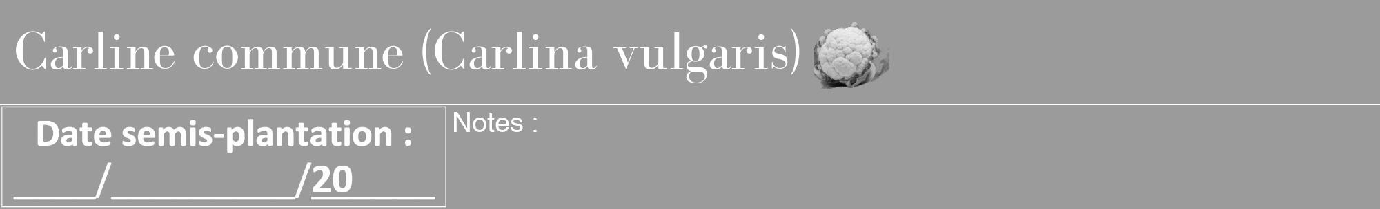 Étiquette de : Carlina vulgaris - format a - style blanche52bod avec comestibilité simplifiée