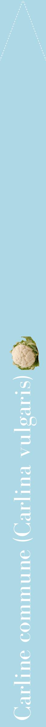 Étiquette de : Carlina vulgaris - format b - style blanche0bod avec comestibilité simplifiée
