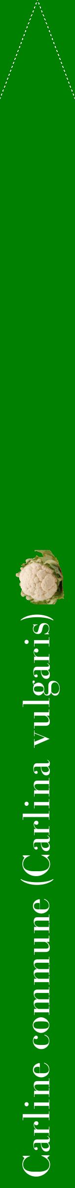 Étiquette de : Carlina vulgaris - format b - style blanche9bod avec comestibilité simplifiée