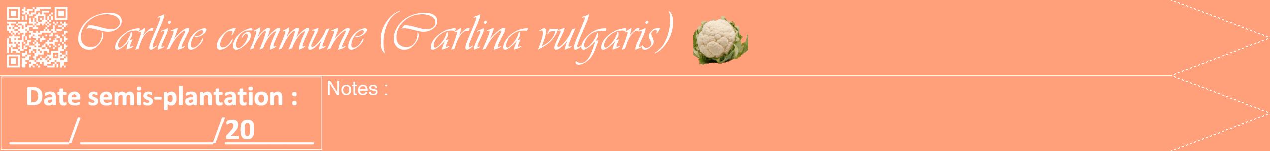 Étiquette de : Carlina vulgaris - format b - style blanche39viv avec qrcode et comestibilité simplifiée