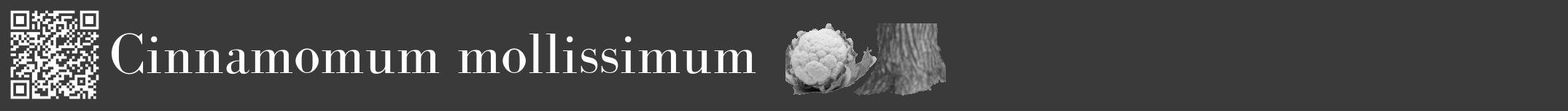 Étiquette de : Cinnamomum mollissimum - format a - style blanche8bod avec qrcode et comestibilité simplifiée