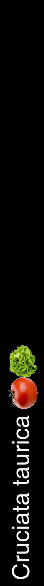 Étiquette de : Cruciata taurica - format a - style blanche59hel avec comestibilité simplifiée