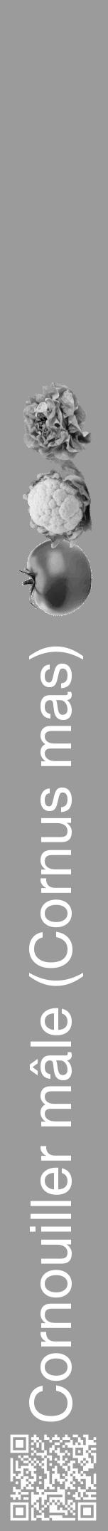 Étiquette de : Cornus mas - format a - style blanche52hel avec qrcode et comestibilité simplifiée - position verticale