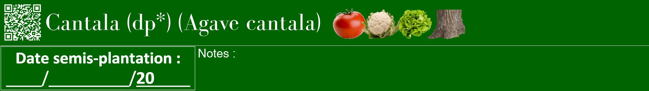 Étiquette de : Agave cantala - format a - style blanche8bod avec qrcode et comestibilité simplifiée