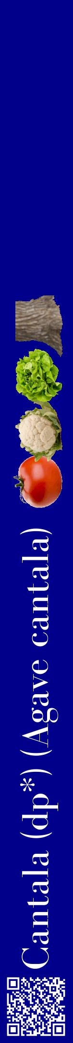Étiquette de : Agave cantala - format a - style blanche7bod avec qrcode et comestibilité simplifiée