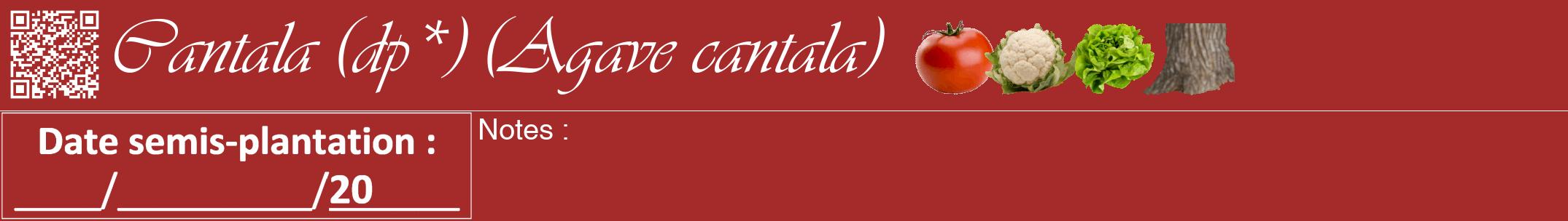 Étiquette de : Agave cantala - format a - style blanche33viv avec qrcode et comestibilité simplifiée