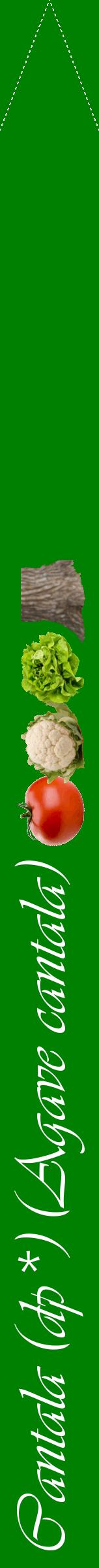Étiquette de : Agave cantala - format b - style blanche9viv avec comestibilité simplifiée