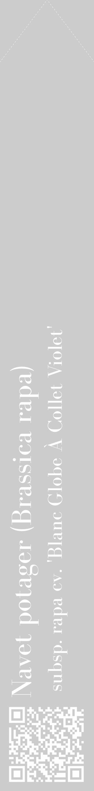 Étiquette de : Brassica rapa subsp. rapa cv. 'Blanc Globe À Collet Violet' - format c - style blanche0_simple_simplebod avec qrcode et comestibilité - position verticale