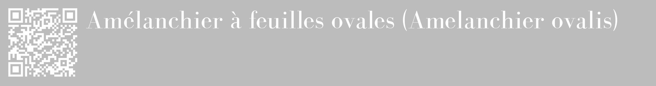 Étiquette de : Amelanchier ovalis - format c - style blanche1_basique_basiquebod avec qrcode et comestibilité