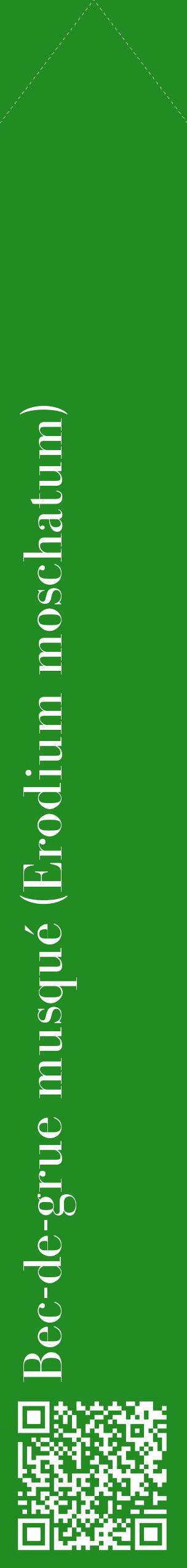 Étiquette de : Erodium moschatum - format c - style blanche10_simplebod avec qrcode et comestibilité