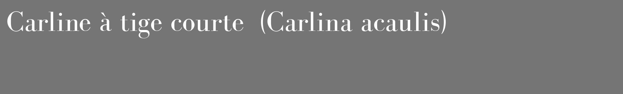 Étiquette de : Carlina acaulis - format c - style blanche5_basique_basiquebod avec comestibilité