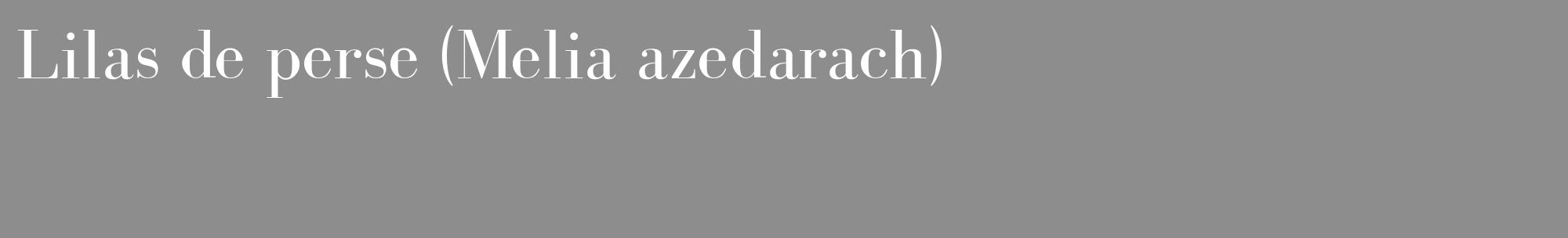 Étiquette de : Melia azedarach - format c - style blanche2_basique_basiquebod avec comestibilité