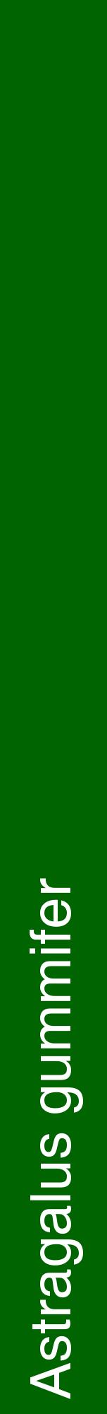 Étiquette de : Astragalus gummifer - format a - style blanche8hel avec comestibilité