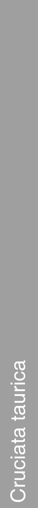 Étiquette de : Cruciata taurica - format a - style blanche24hel avec comestibilité - position verticale