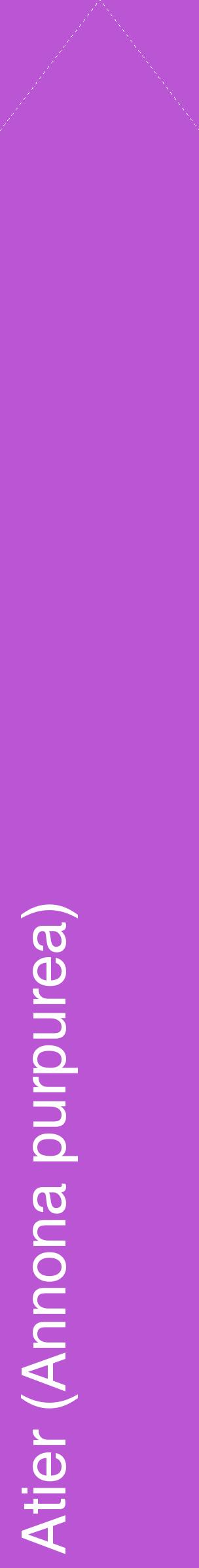 Étiquette de : Annona purpurea - format c - style blanche50_simplehel avec comestibilité