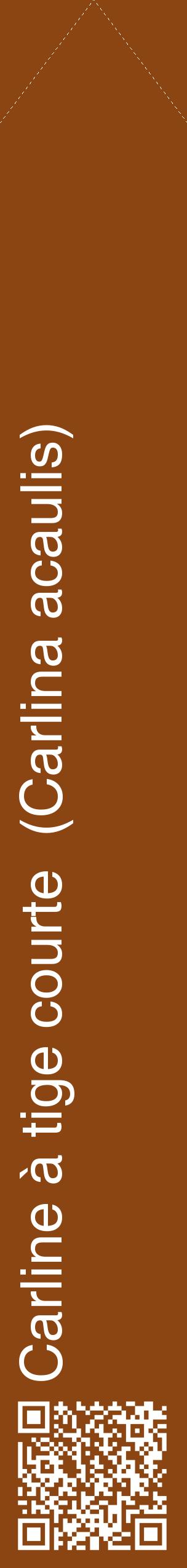 Étiquette de : Carlina acaulis - format c - style blanche30_simplehel avec qrcode et comestibilité