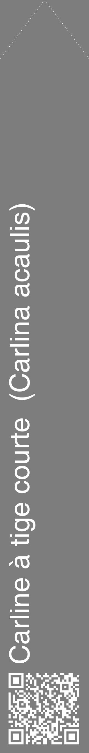 Étiquette de : Carlina acaulis - format c - style blanche35_simple_simplehel avec qrcode et comestibilité - position verticale